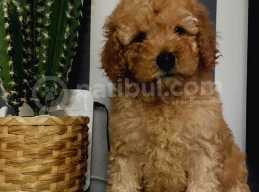 Toypoodle Apricot Renk Dişi Ve Erkek Yavrularımız  görsel