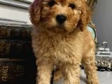 Toypoodle Apricot Renk Dişi Ve Erkek Yavrularımız 