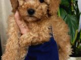Toypoodle Apricot Renk Dişi Ve Erkek Yavrularımız 
