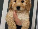 ToyPoodle Apricot renk dişi ve erkek Yavrularımız 