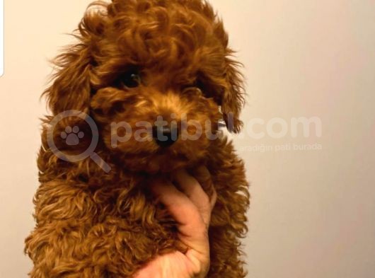 Toypoodle Redbrow Erkek 2 Aylık 