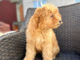 F2 Dizayn 5 Aylık Erkek Maltipoo