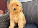 F2 Dizayn 5 Aylık Erkek Maltipoo