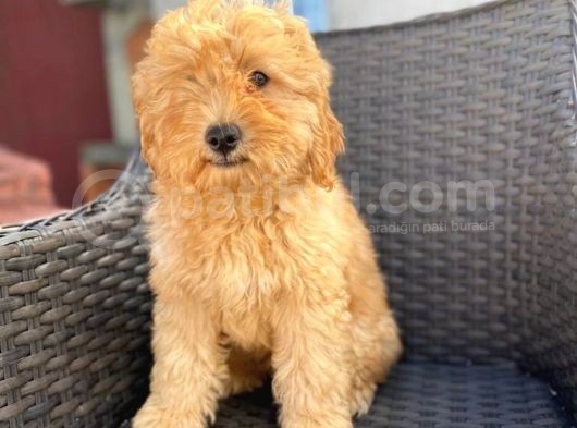 F2 Dizayn 5 Aylık Erkek Maltipoo