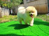Ayı Surat Pomeranian Boo Yavrularımız