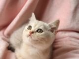 Secereli Anne Babadan Sevimli British Shorthair Yavrumuz Yeni Ailesi Ile Tanışmaya Hazır