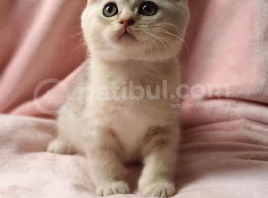 Secereli Anne Babadan Sevimli British Shorthair Yavrumuz Yeni Ailesi Ile Tanışmaya Hazır görsel