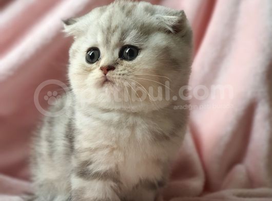 Secereli Anne Babadan Sevimli  Scottish Fold Yavrumuz görsel