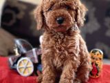 Bebek Suratli Toy Poodle