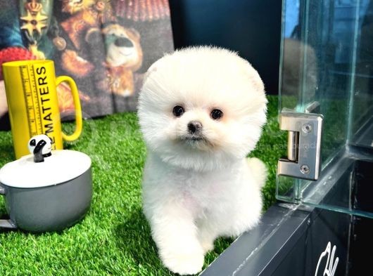 Irk Ve Sağlık Garantili Pomeranian Boo Yavrularımız görsel