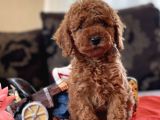 Bebek Suratli Toy Poodle