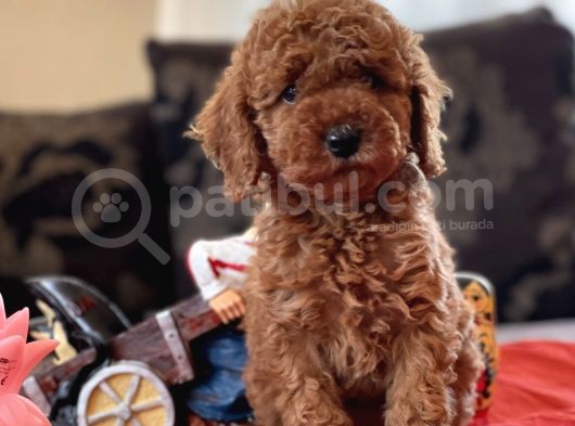 Bebek Suratli Toy Poodle görsel