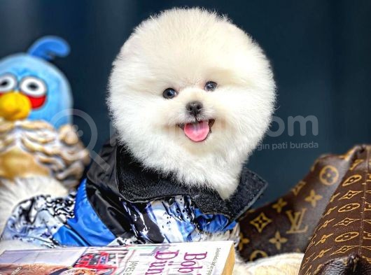 Aa Kalite Safkan  Pomeranian Oğlumuz