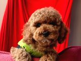 Safkan Toy Poodle Yavrularımız