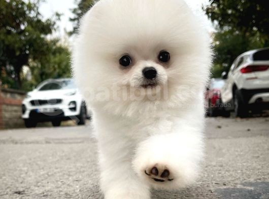 Aa Kalite Safkan  Pomeranian Oğlumuz görsel