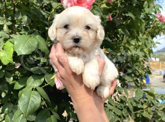Maltese Terrier