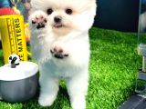 Irk ve Sağlık Garantili Pomeranian Boo Yavrularımız