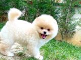 Ayı Surat Pomeranian Boo Yavrularımız