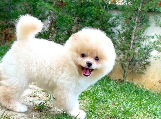 Ayı Surat Pomeranian Boo Yavrularımız