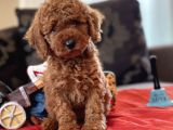 Bebek Suratli Toy Poodle