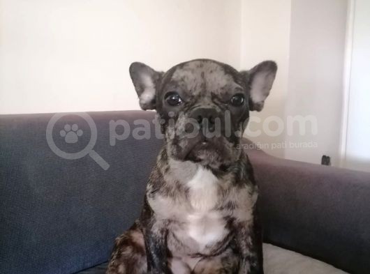 Black Merle French Buldog Yavrularımız görsel