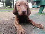 Yakısıklı Labrador Yavrularımız