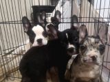 Blue Merle Taşıyıcı French Bulldog Bebeklerimiz Yeni Ailelerini Arıyor