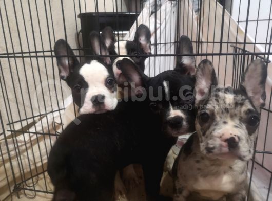 Blue Merle Taşıyıcı French Bulldog Bebeklerimiz Yeni Ailelerini Arıyor görsel