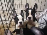 Blue Merle Taşıyıcı French Bulldog Bebeklerimiz Yeni Ailelerini Arıyor