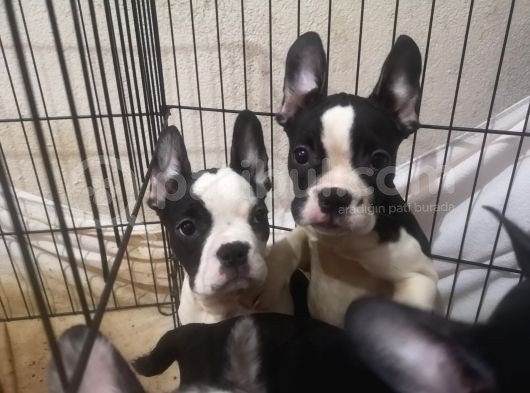 Blue Merle Taşıyıcı French Bulldog Bebeklerimiz Yeni Ailelerini Arıyor görsel