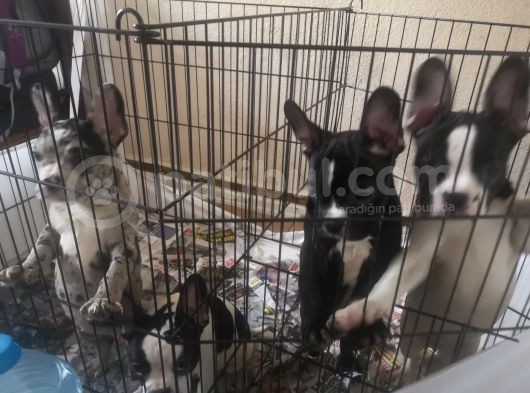 Blue Merle Taşıyıcı French Bulldog Bebeklerimiz Yeni Ailelerini Arıyor görsel