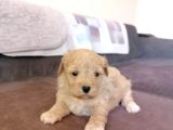 Anne Altından Maltipoo Bebekler