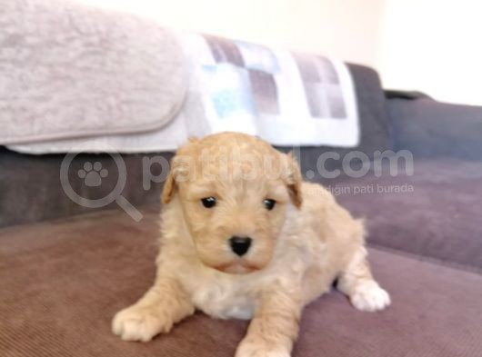 Anne Altından Maltipoo Bebekler görsel