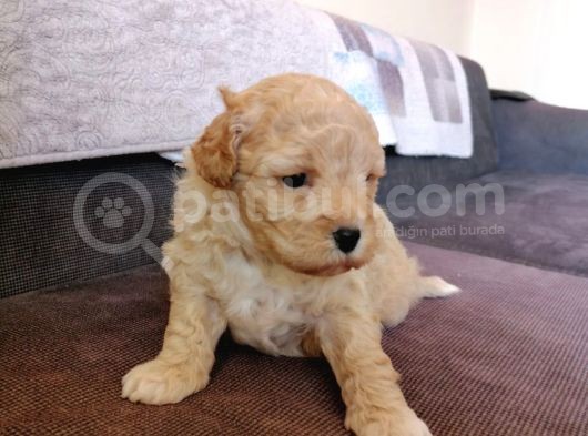 Anne Altından Maltipoo Bebekler görsel