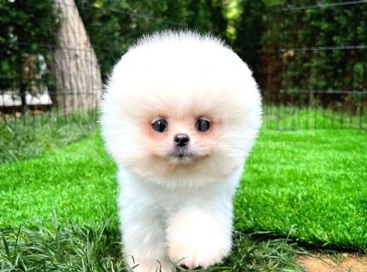 Ayı Surat Pomeranian Boo Yavrularımız