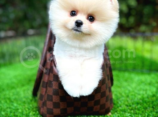 Ayı Surat Pomeranian Boo Yavrularımız görsel