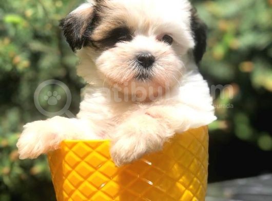 Xs Dizayn Irk Morkie Yavrumuz görsel