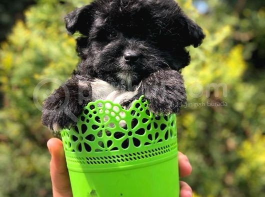 Nadir Renkteki Black Maltipoo Yavrumuz