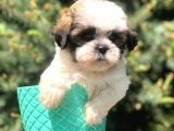 Three Color Xs Morkie