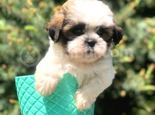 Three Color Xs Morkie görsel