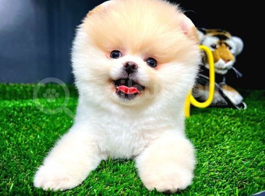 Ayı Surat Pomeranian Boo Yavrularımız