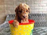 A Kali̇te Safkan Küçük Irk Toy Poodle