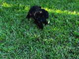 Toy Poodle Yavrular
