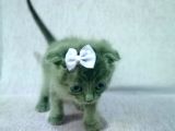 Mavi Rus - Scottish Fold Süper Irk Yavrular