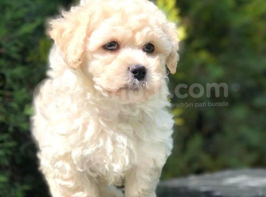Anne Baba Secereli Maltipoo görsel