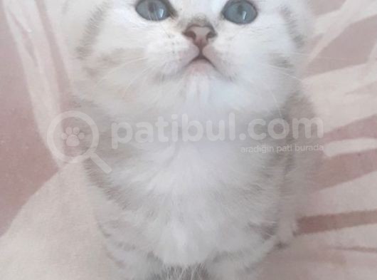 Dişi Ve Erkek Yavrularımız Yuvasını Arıyor görsel