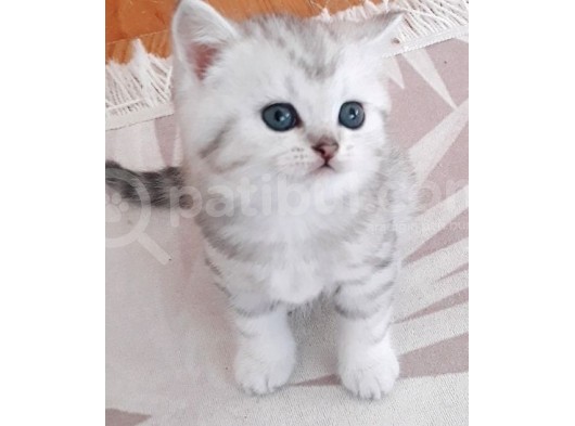 Dişi Ve Erkek Yavrularımız Yuvasını Arıyor görsel
