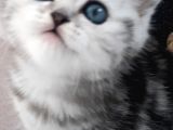 Dişi Ve Erkek Yavrularımız Yuvasını Arıyor