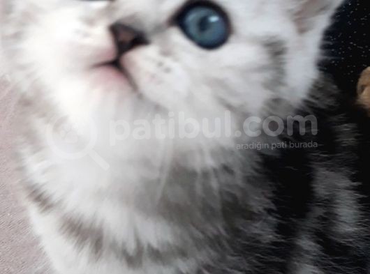 Dişi Ve Erkek Yavrularımız Yuvasını Arıyor görsel