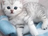 Dişi Ve Erkek Yavrularımız Yuvasını Arıyor